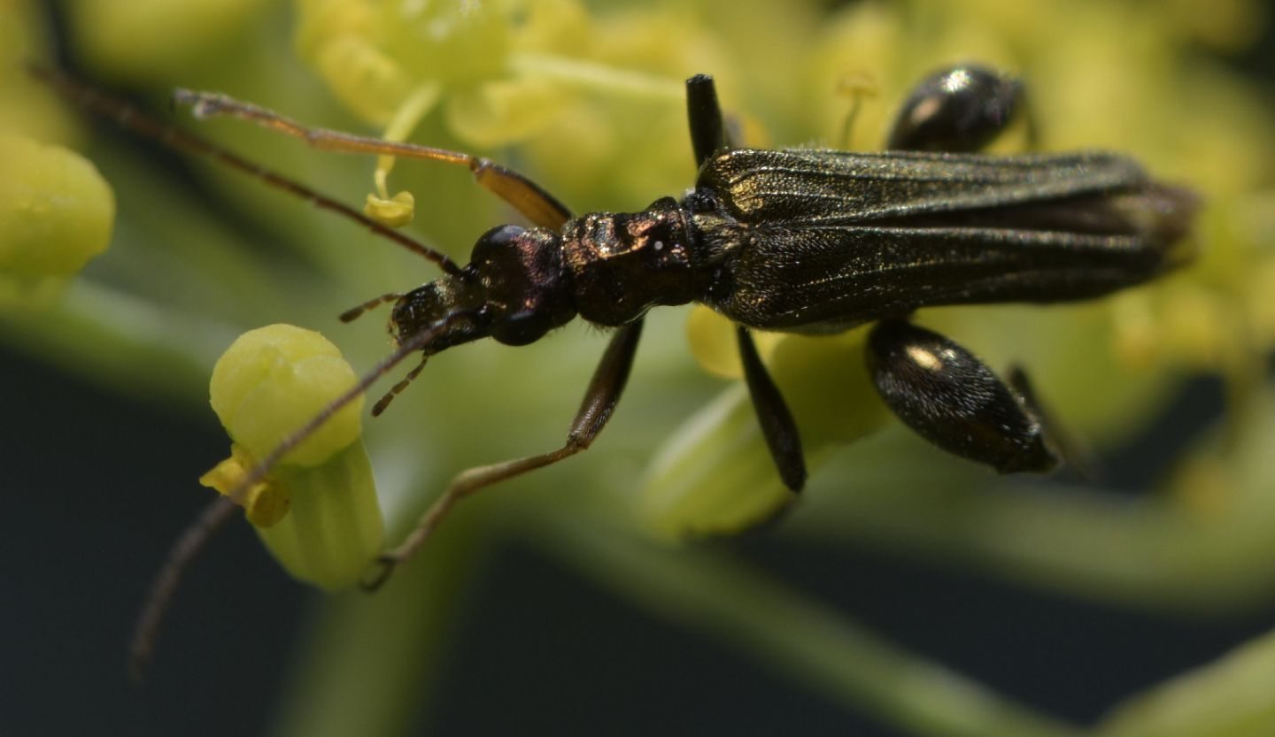 Oedemeridae: maschio di Oedemera flavipes