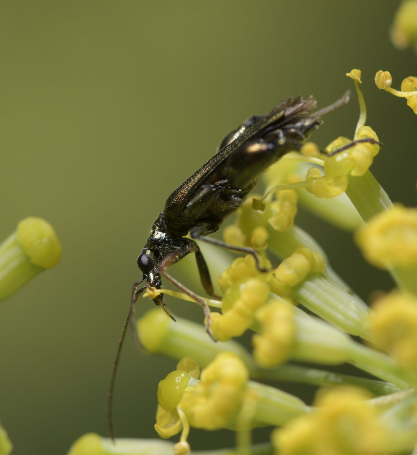 Oedemeridae: maschio di Oedemera flavipes