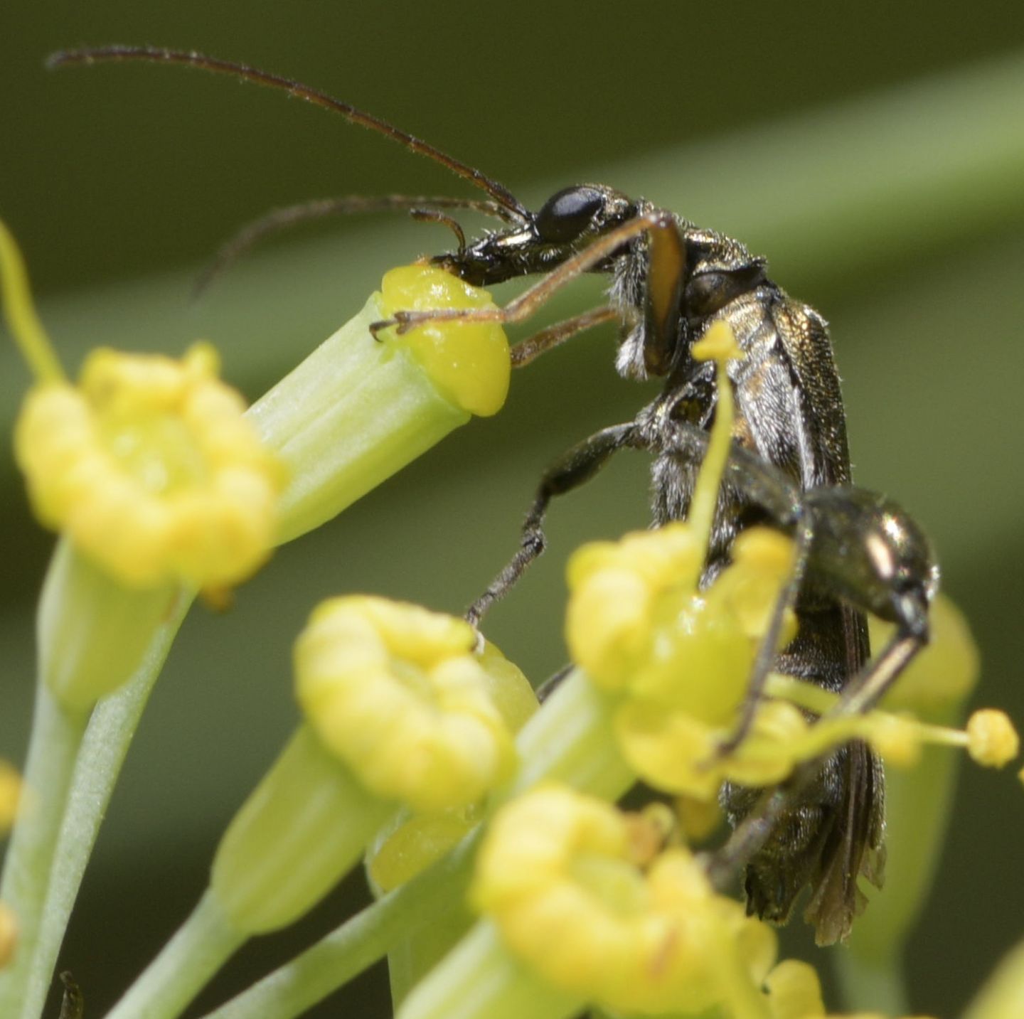 Oedemeridae: maschio di Oedemera flavipes