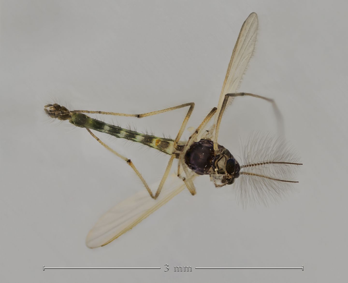 Chironomidae sp., maschio