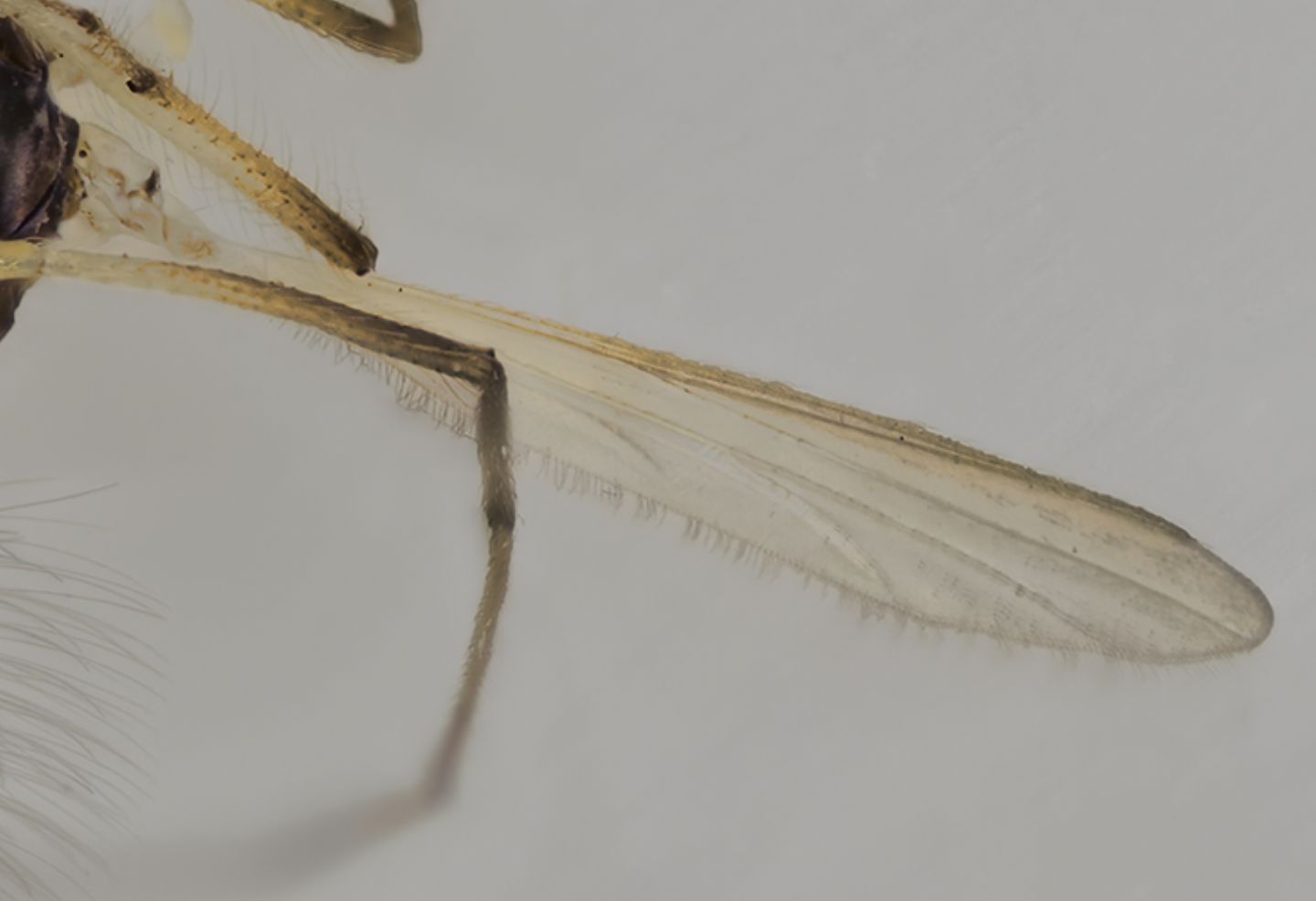 Chironomidae sp., maschio