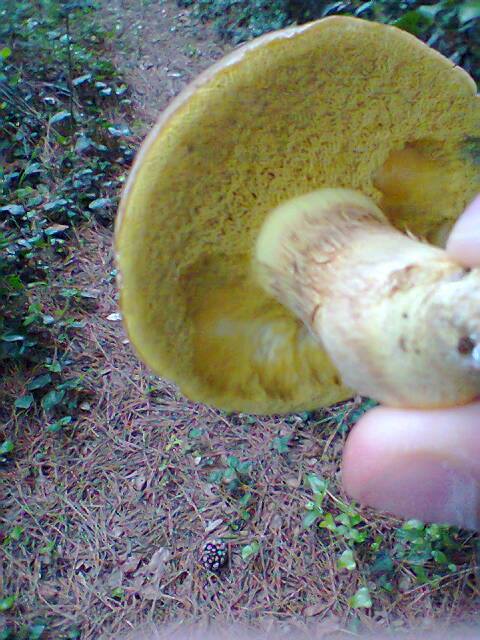 Boletus subappendiculatus?