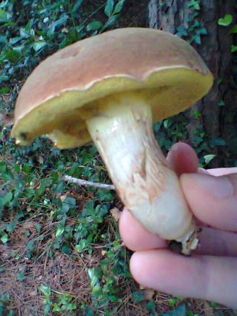 Boletus subappendiculatus?