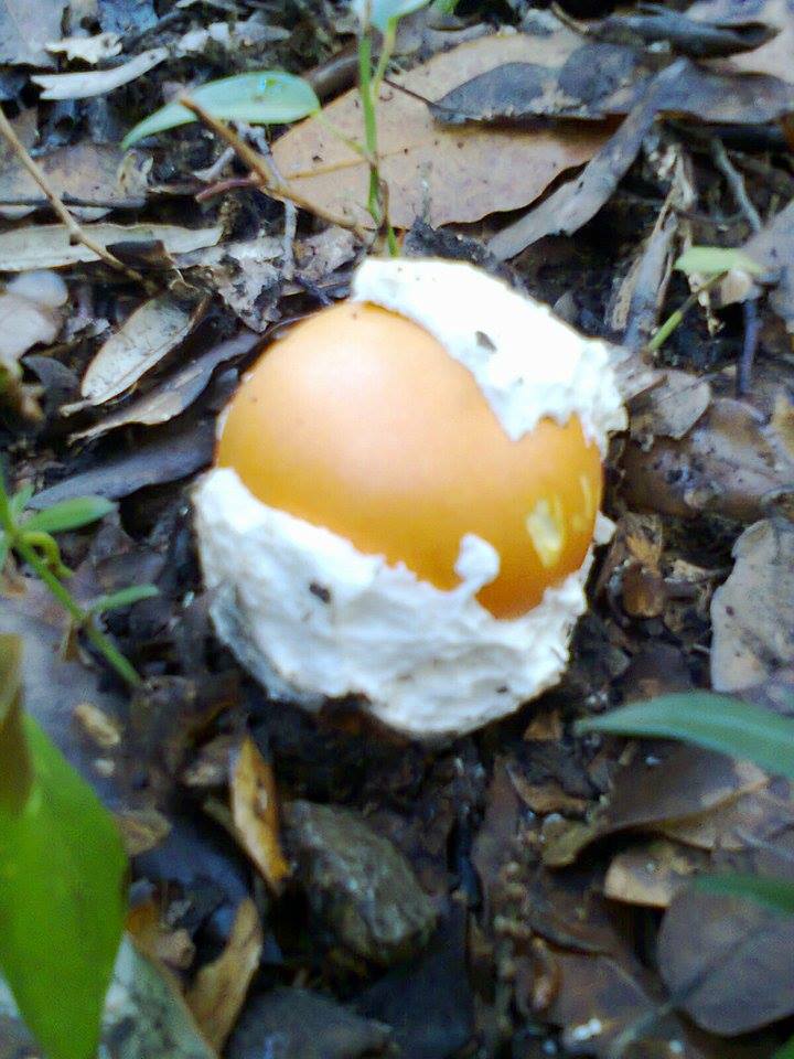 Amanita caesarea?