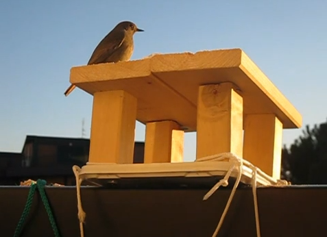 Birdbalcony 2011