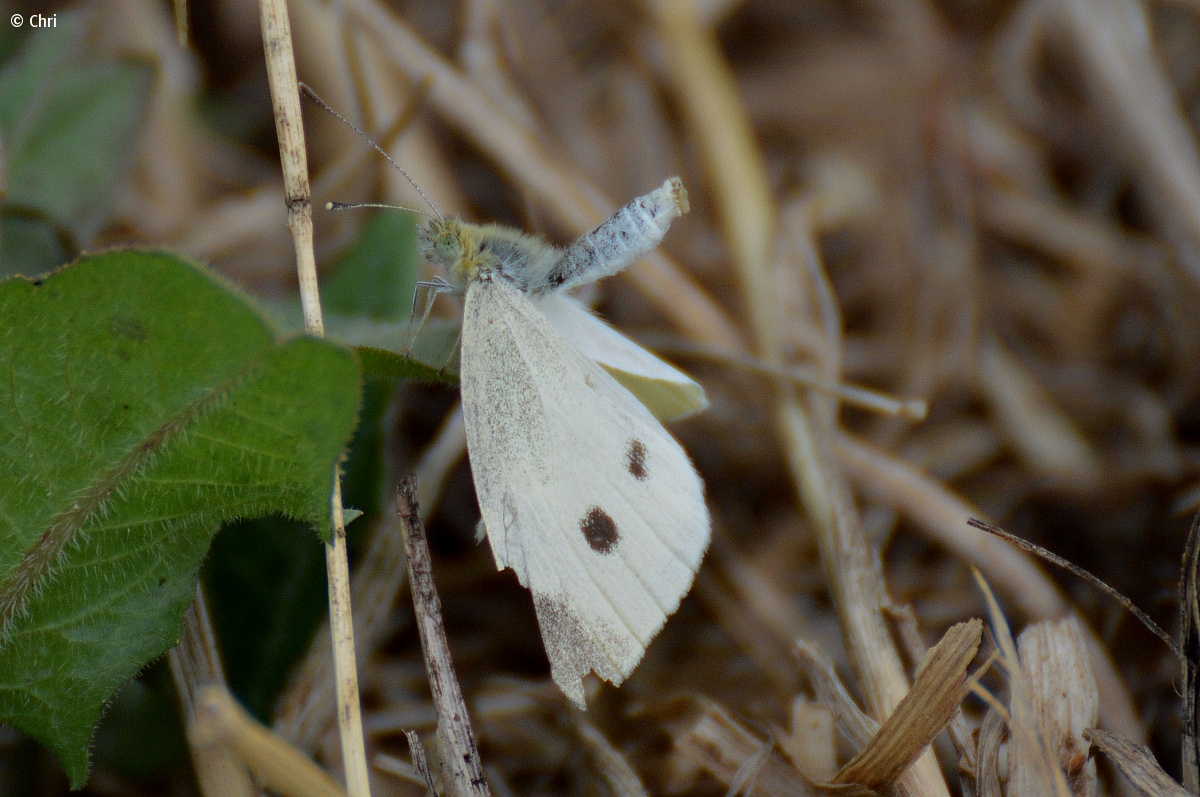 Da id - Pieris rapae