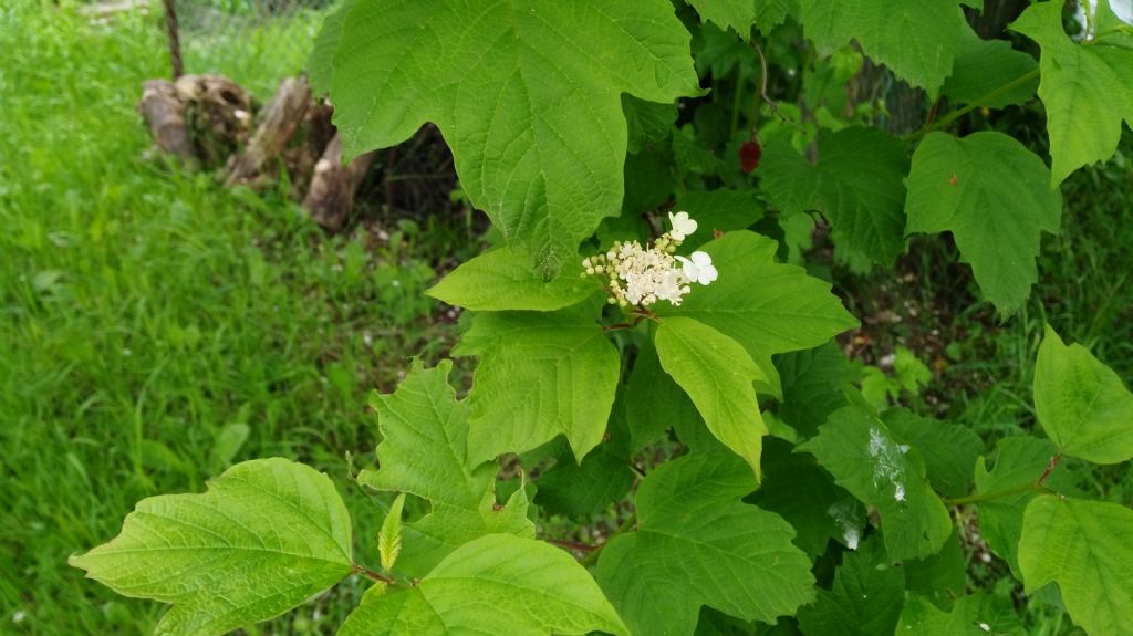 Viburnum opulus