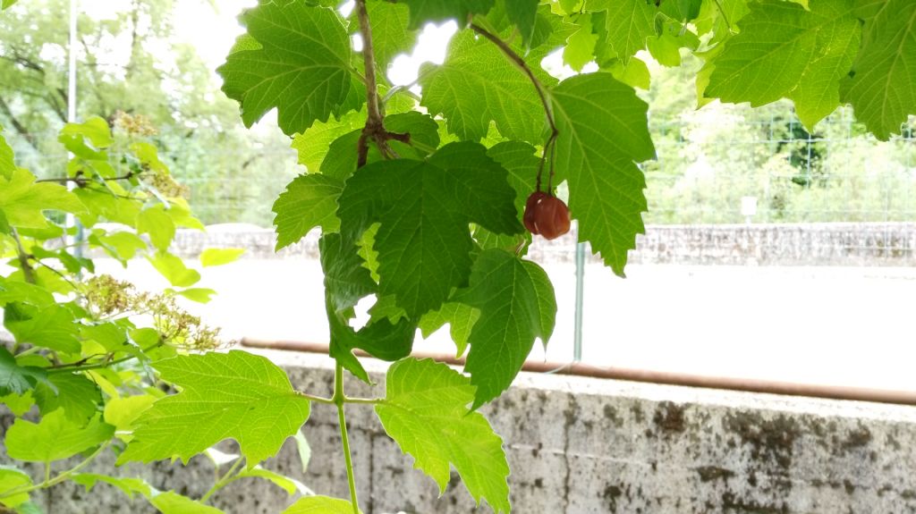 Viburnum opulus