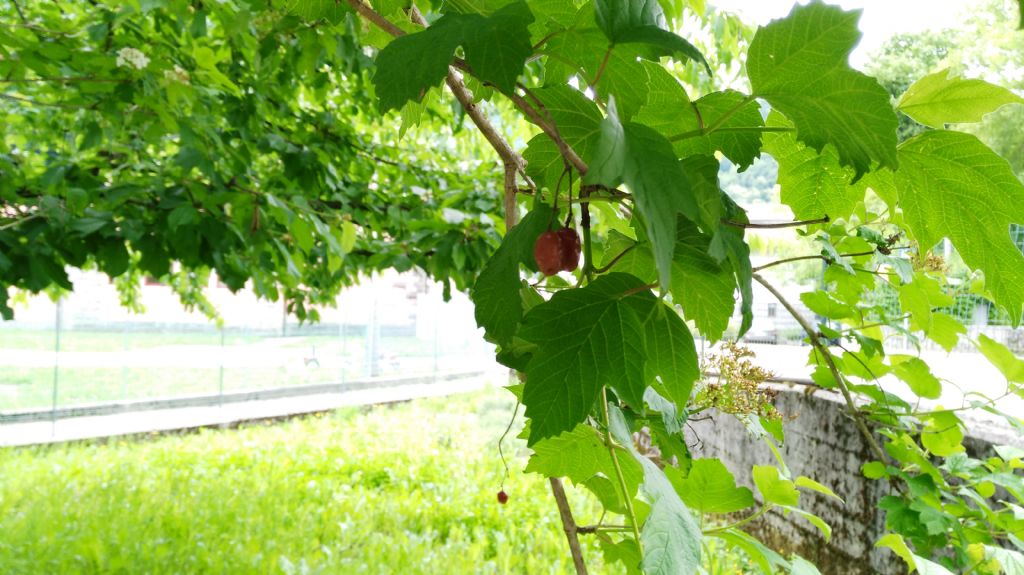 Viburnum opulus