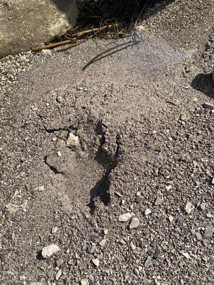 Impronta. Che animale ?