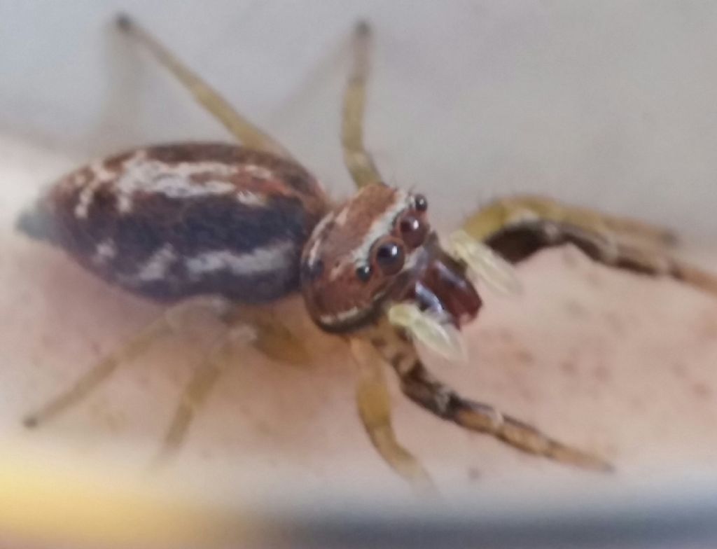 Salticidae: Pellenes  sp.?  No, Icius sp.