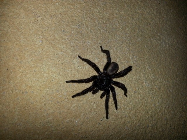 Amblyocarenum sp. - Ventotene (LT)