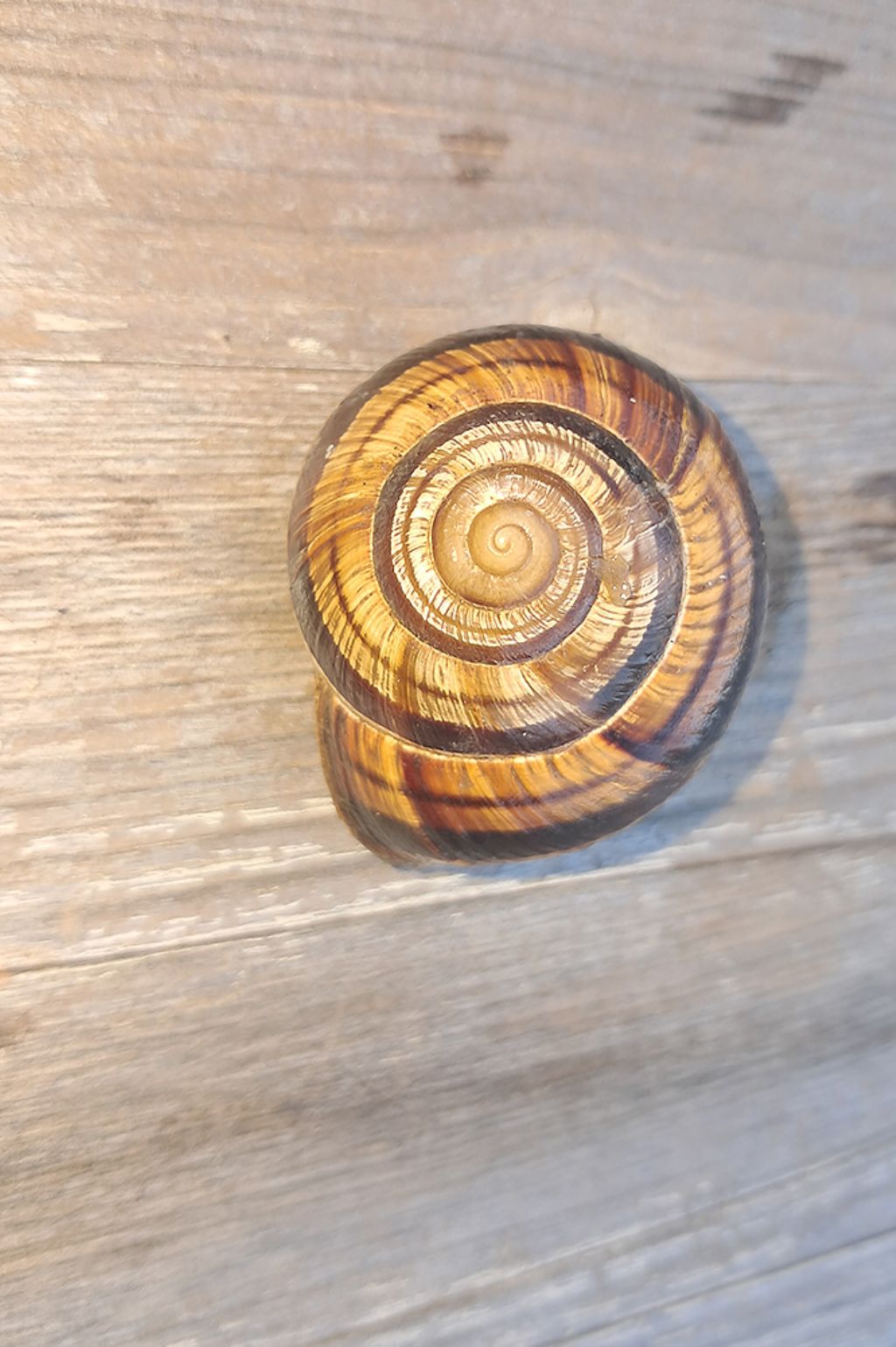 Helix pomatia?