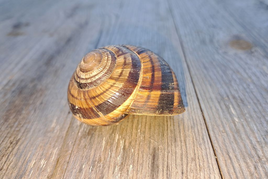 Helix pomatia?
