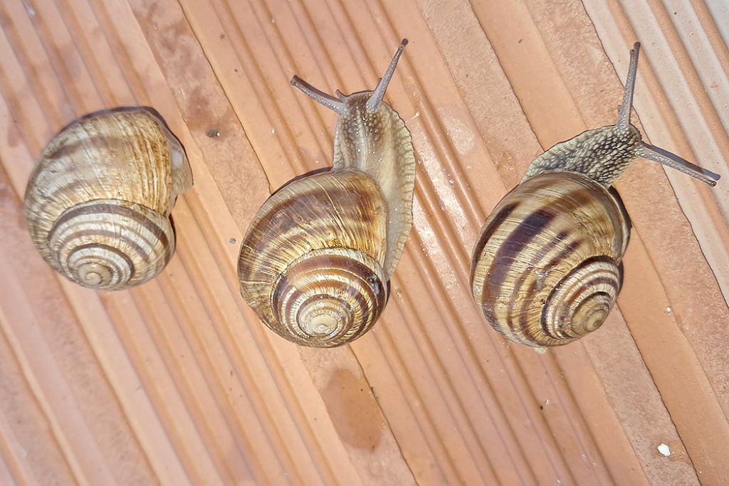Helix pomatia?