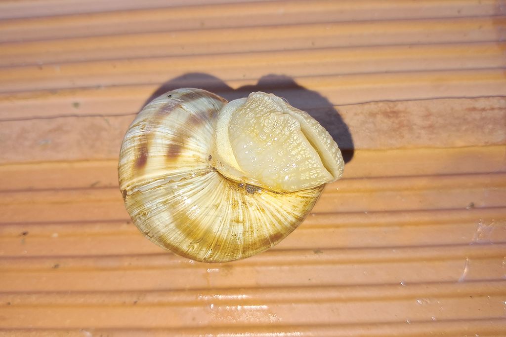 Helix pomatia?