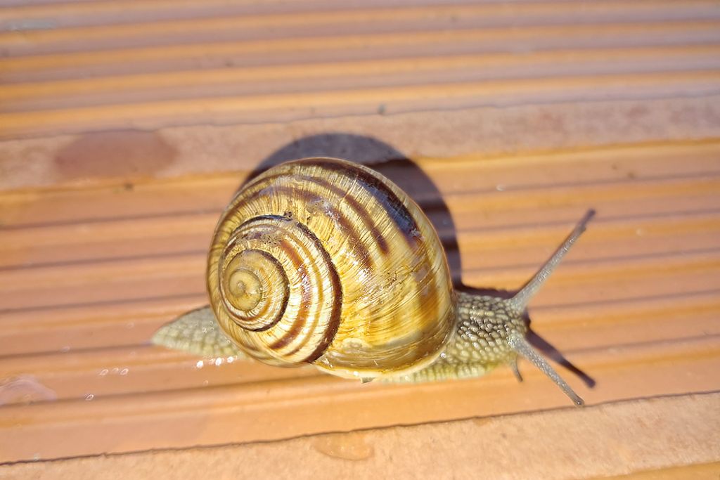 Helix pomatia?