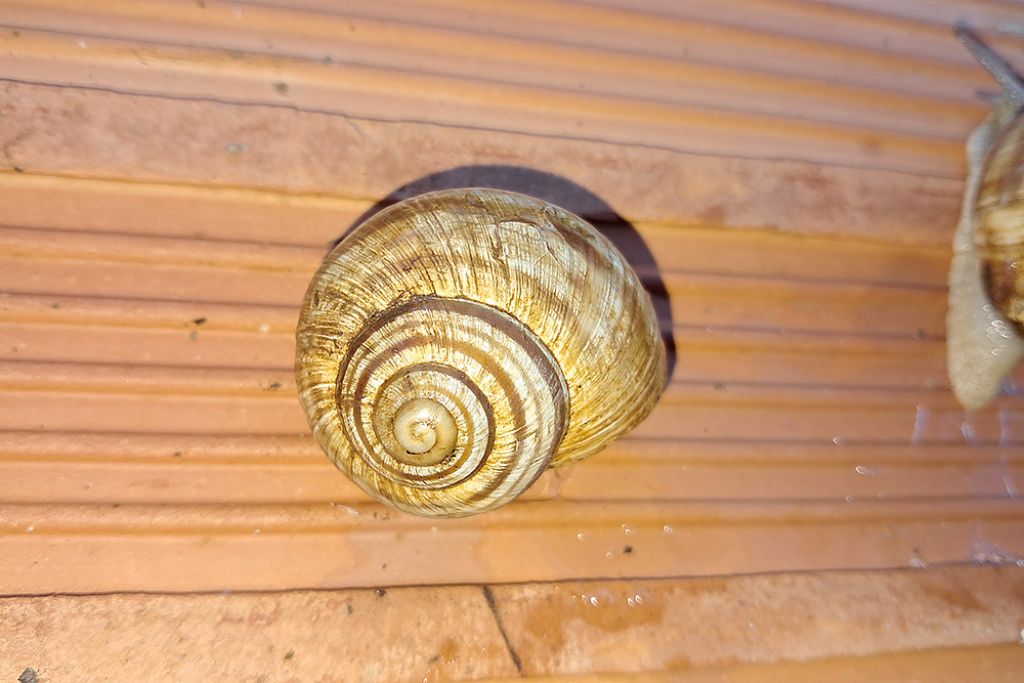 Helix pomatia?