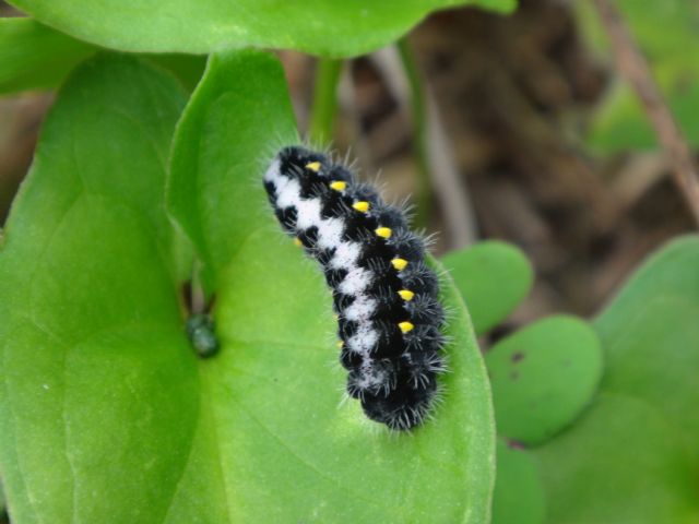 Zygaena (Zygaena) oxytropis