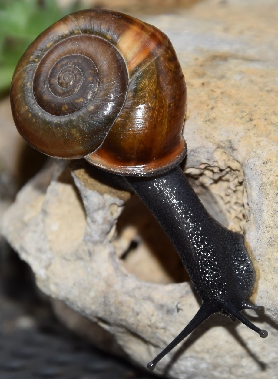 Campylaea illyrica? Carso triestino