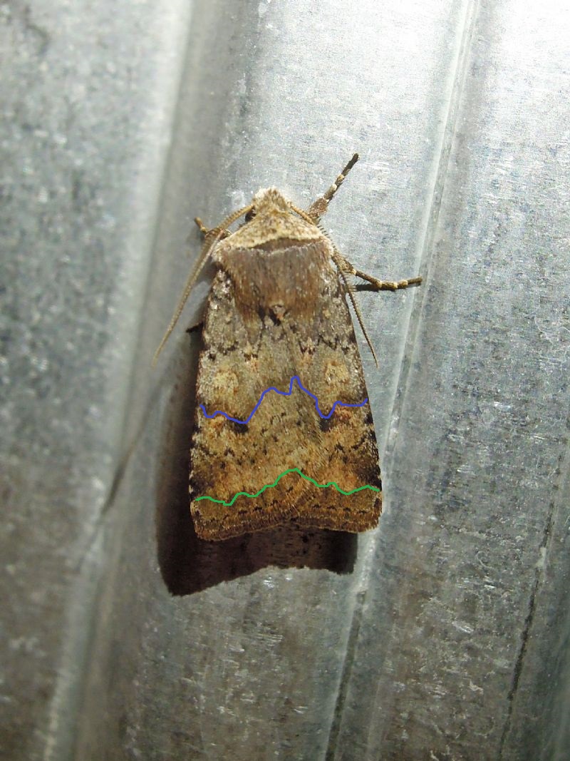 Cerastis faceta