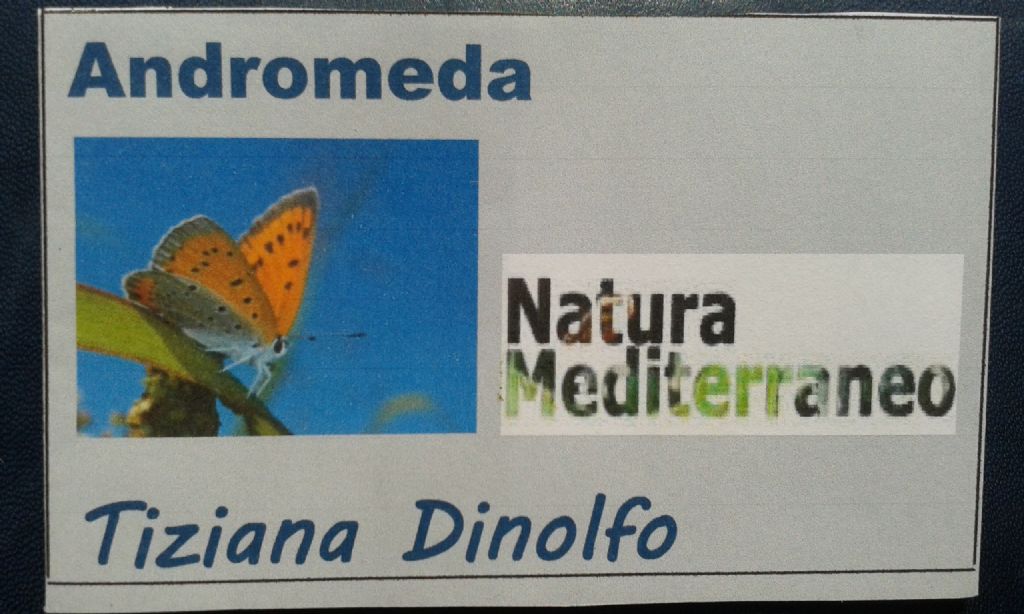 Entomodena 2015