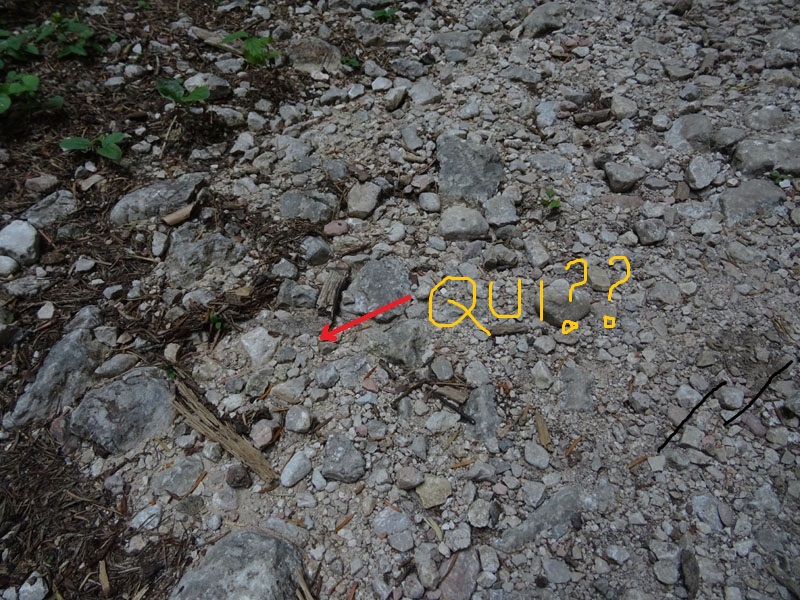 da trovare....e da determinare (cfr: Alcis repandata)