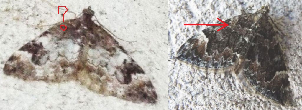 Geometridae: Dysstroma sp.
