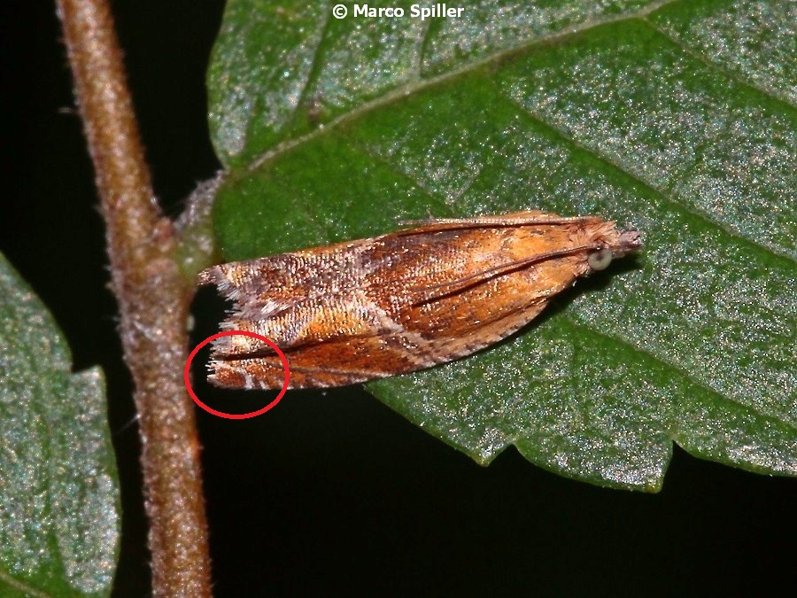 Tortricidae da identificare