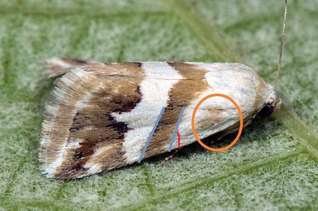 Eublemma elychrysi, Erebidae