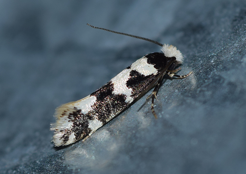 Neurothaumasia ankerella - Tineidae