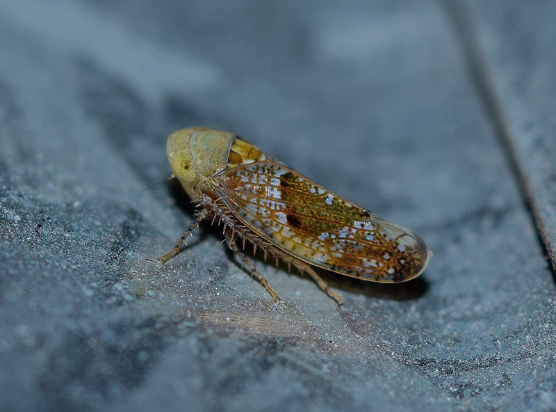 Cicadellidae: Hishimonus hamatus? S