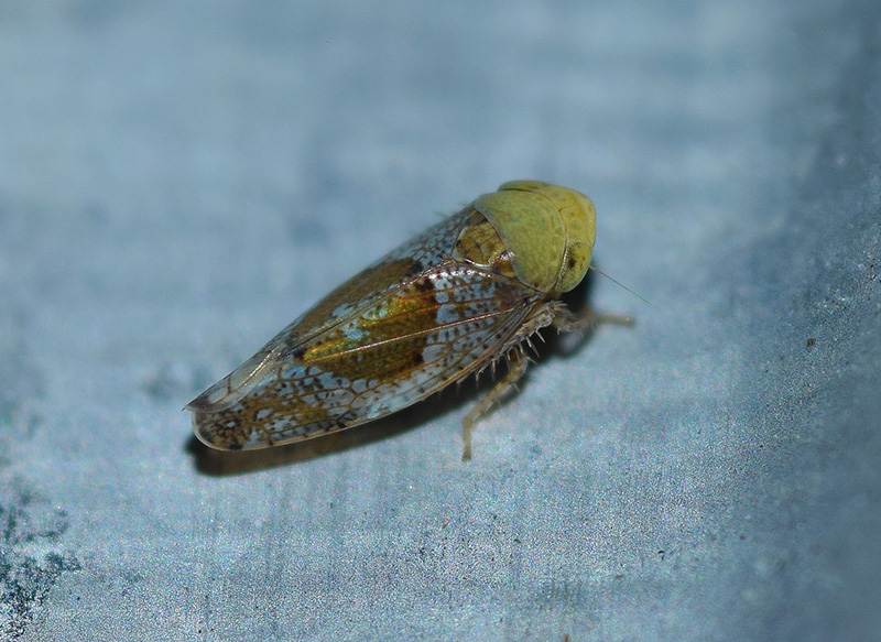 Cicadellidae: Hishimonus hamatus? S