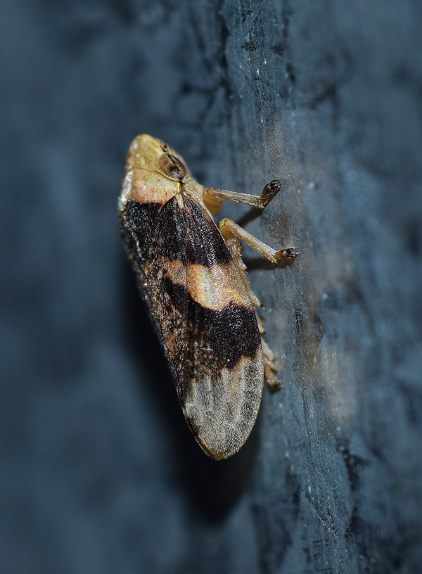 Aphrophoridae: Philaenus spumarius