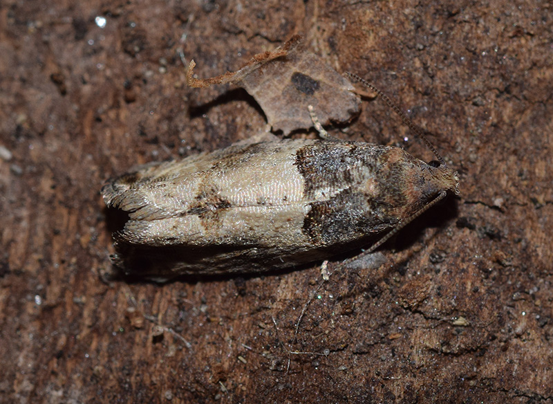 Tortricidae - Gypsonoma sociana? No, G. aceriana