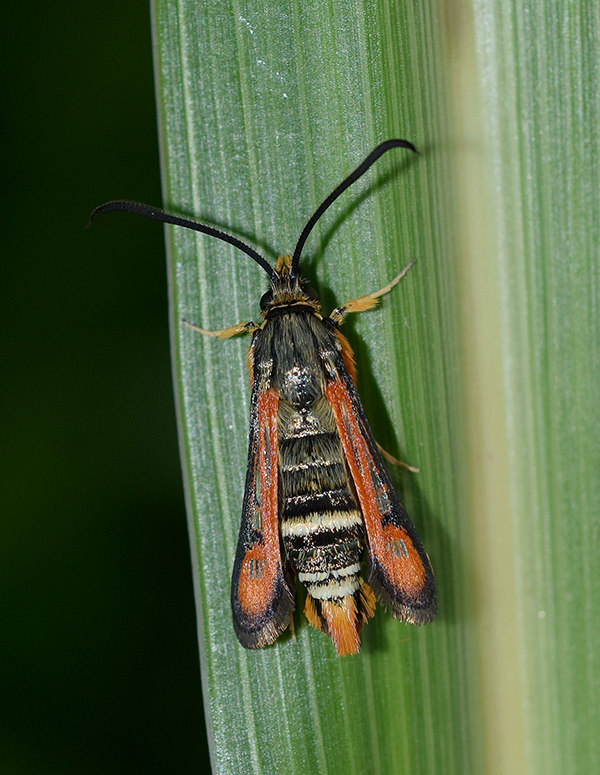 Il mio primo Sesiidae: Pyropteron (Pyropteron) chrysidiforme