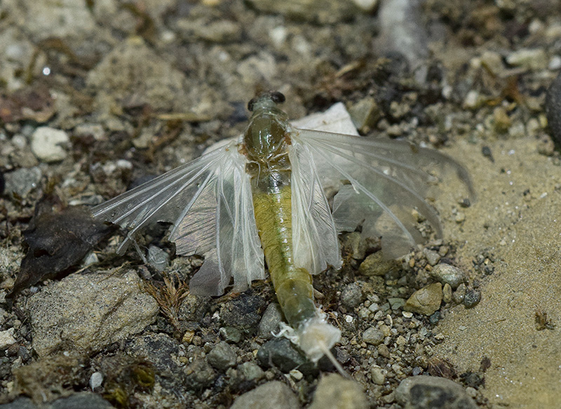 Oligoneuriella rhenana (Oligoneuridae)