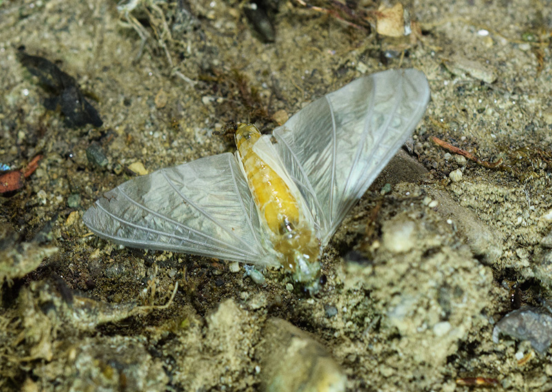 Oligoneuriella rhenana (Oligoneuridae)