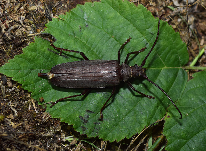 Grande Cerambicidae: Aegosoma scabricorne, femmina