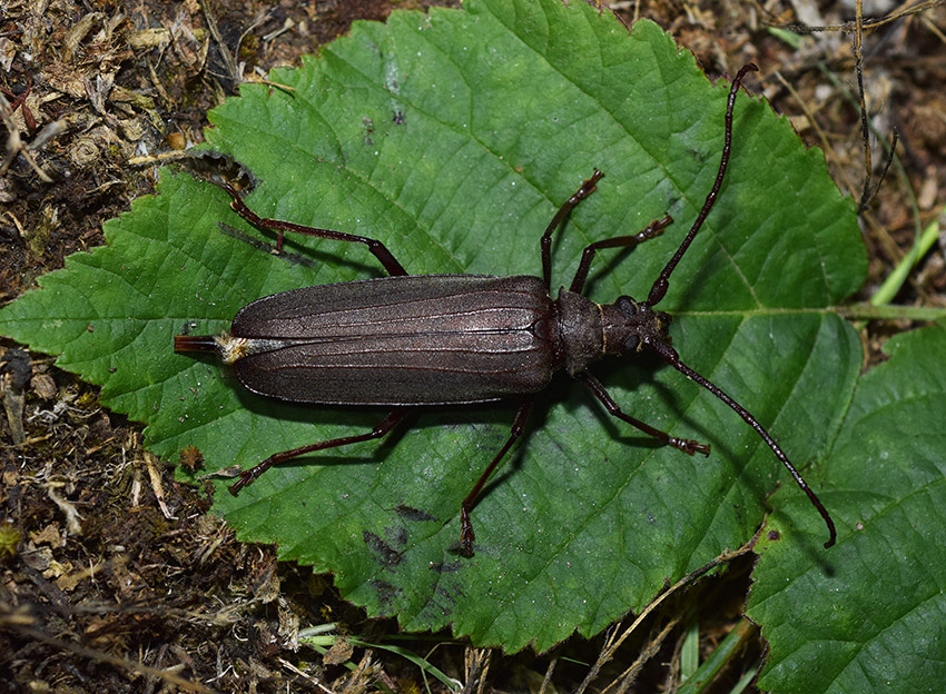 Grande Cerambicidae: Aegosoma scabricorne, femmina