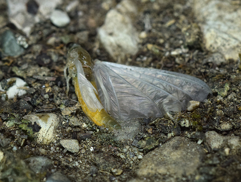 Oligoneuriella rhenana (Oligoneuridae)