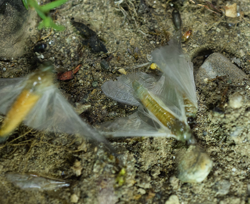 Oligoneuriella rhenana (Oligoneuridae)