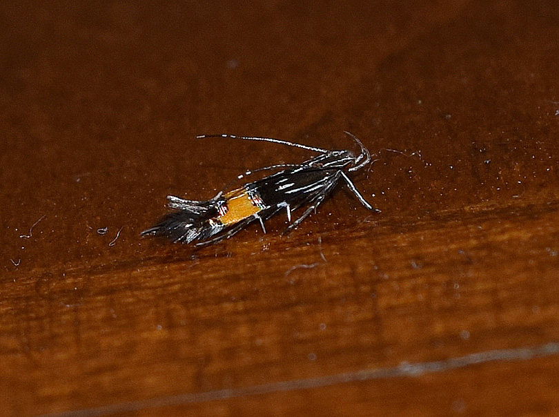 Cosmopterigidae: Cosmopterix pulchrimella