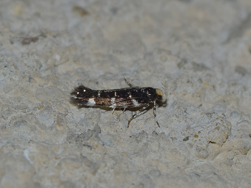 Cosmopterigidae da identificare: Eteobalea serratella