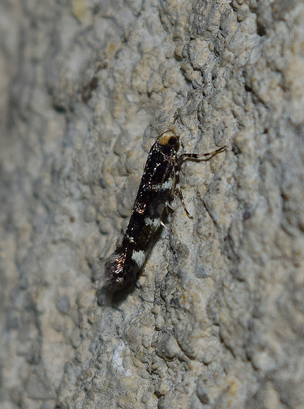 Cosmopterigidae da identificare: Eteobalea serratella