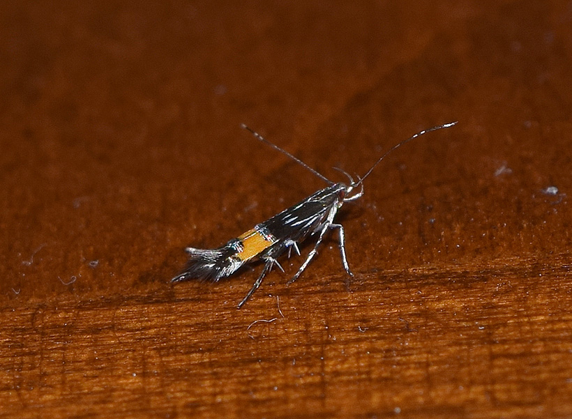 Cosmopterigidae: Cosmopterix pulchrimella