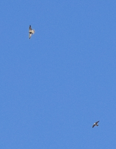 Chiss che falco era...forse Falco pellegrino