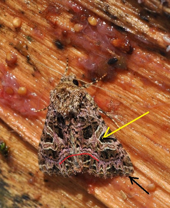 Noctuidae: Sideridis rivularis?   S