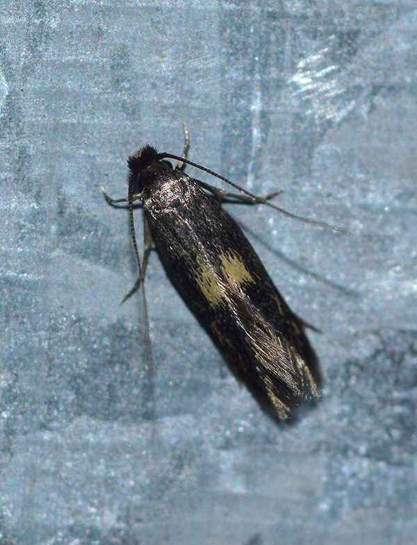 Aiuto identificazione microlepidottero