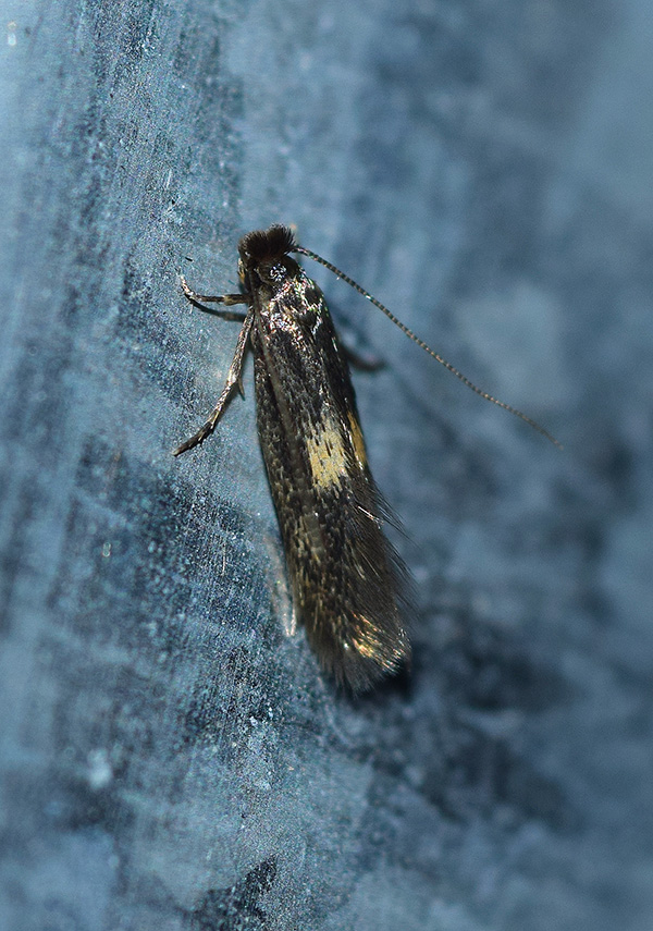 Aiuto identificazione microlepidottero